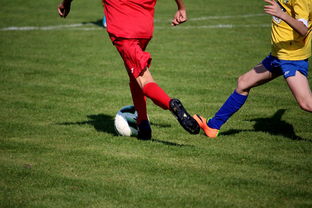 九游娱乐APP-国家体育场馆运营管理论坛探讨智能化方向，国家体育总局体育场馆运营管理办法